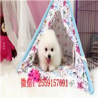 金昌哪里有博美出售 金昌哪里卖俊介犬 金昌黄