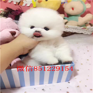 超可爱哈多利球球出售啦,博美博美博美,快进看看!! 