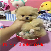 平凉哪里卖小体博美犬 平凉哪里卖健康的博美 