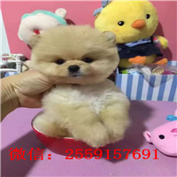 衡阳白色俊介多少钱 衡阳白色球体博美价格 衡阳黄色博美怎么卖的