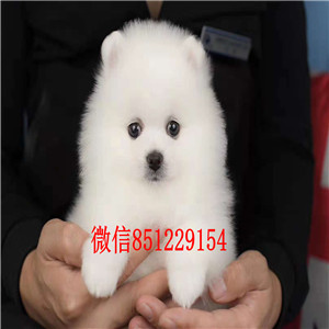 超可爱哈多利球球出售啦,博美博美博美,快进看看!! 