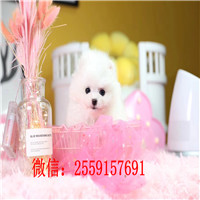 黄石哪里有白色俊介 黄石黄色俊介多少钱 黄石