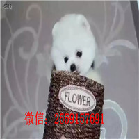 武威博美怎么卖的 武威黄色博美多少钱 武威白色博美多少钱 武威哪里卖小博美