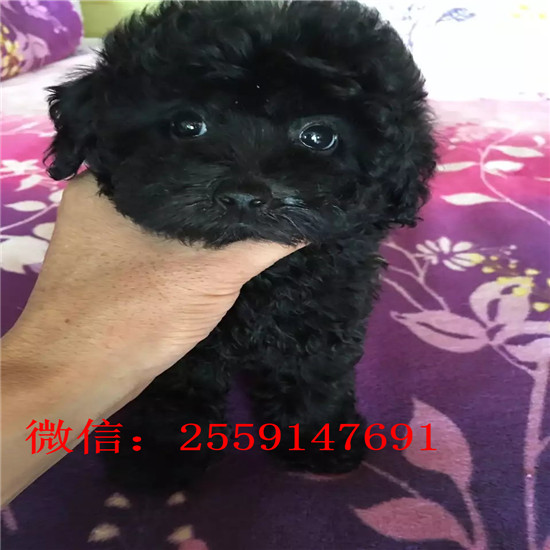 黄石哪里有贵宾犬舍 黄石哪里卖灰色贵宾 白色贵宾怎么卖