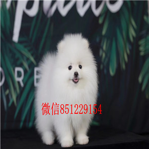 高品质博美犬宝宝、保证血统纯度、质保健康90