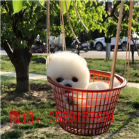 昌吉哪里有博美出售 昌吉球体博美怎么卖 黄色