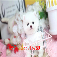 黄石哪里有白色俊介 黄石黄色俊介多少钱 黄石球体博美的价格是多少