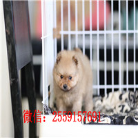 武威博美怎么卖的 武威黄色博美多少钱 武威白色博美多少钱 武威哪里卖小博美