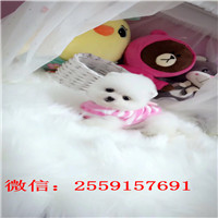 黄石哪里有白色俊介 黄石黄色俊介多少钱 黄石球体博美的价格是多少