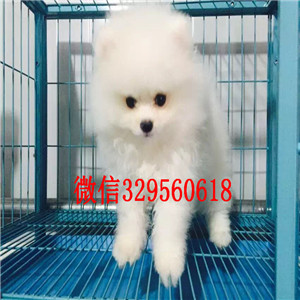 黔东南哪里能买到纯种博美犬黑色博美博美价格