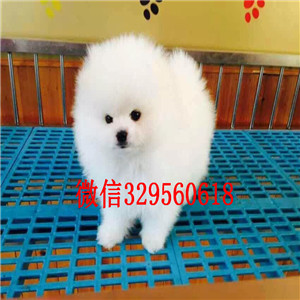 铜陵哪里能买到纯种博美犬黄色博美博美犬图片