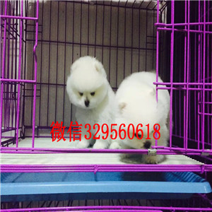 静安哪里有卖纯种博美犬黄色博美哈多利球体博美幼犬茶杯博美能长多大