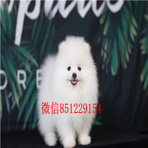 直销哈多利版博美犬 哈尔滨市内可免费送狗上