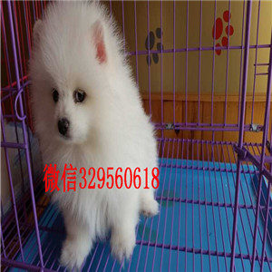 绥化哪里有卖纯种博美犬黑色博美出售纯种白博美犬长不大的球体博美