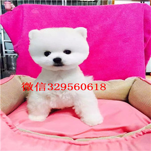 丰台哪里有卖纯种博美犬黑色博美出售纯种白博