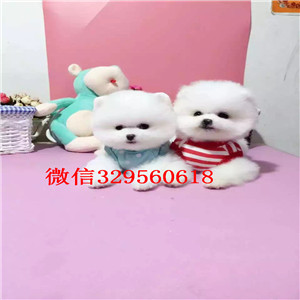 青岛哪里能买到纯种博美犬英系博美博美多少钱哈多利球体博美