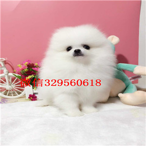 大连哪里能买到纯种博美犬英系博美博美犬图片