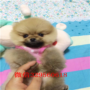 巢湖出售纯种小体博美黑色博美博美犬图片长不