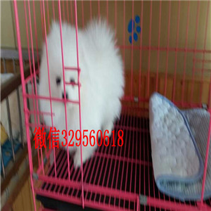 绥化哪里有卖纯种博美犬黑色博美出售纯种白博