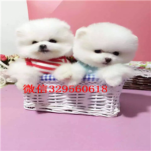 宣武哪里能买到纯种博美犬英系博美博美多少钱茶杯博美能长多大