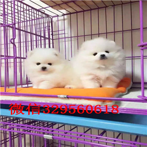 黄石出售纯种小体博美白色博美博美犬图片长不