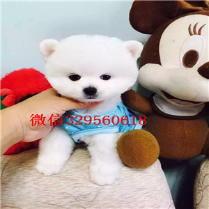 岳阳出售纯种小体博美黑色博美哈多利球体博美幼犬长不大的球体博美