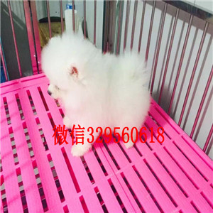 静安哪里有卖纯种博美犬黄色博美哈多利球体博美幼犬茶杯博美能长多大