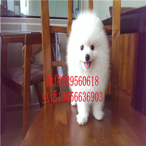 哈尔滨 纯种博美犬多少一只好养吗_博美犬宠物