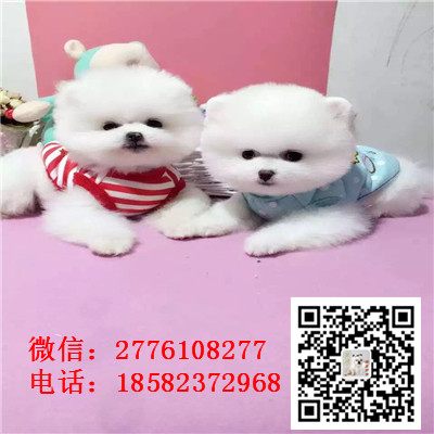 青岛哪里有博美幼犬出售 博美幼犬哪里的好 博