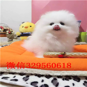 房山哪里有卖纯种博美犬白色博美出售纯种白博美犬长不大的球体博美