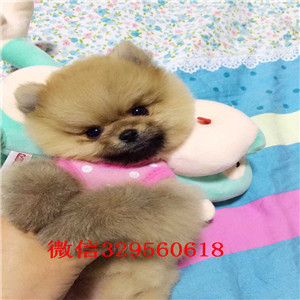 巢湖出售纯种小体博美黑色博美博美犬图片长不大的球体博美