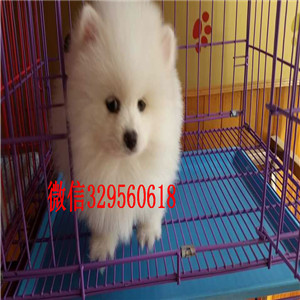 苏州哪里有卖纯种博美犬英系博美博美犬图片哈