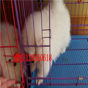 黄浦出售纯种小体博美黄色博美博美多少钱长不