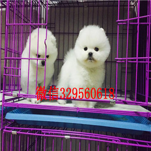 铜川哪里能买到纯种博美犬白色博美出售纯种白