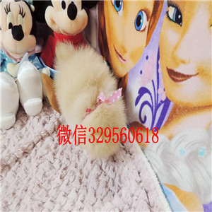 临夏哪里有卖纯种博美犬英系博美哈多利球体博美幼犬茶杯博美能长多大