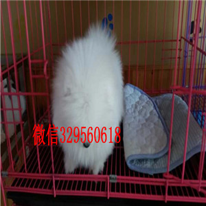 平凉哪里能买到纯种博美犬黑色博美哈多利球体