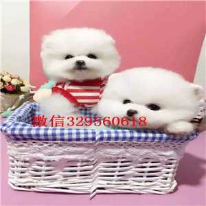 衡阳哪里有卖纯种博美犬英系博美出售纯种白博