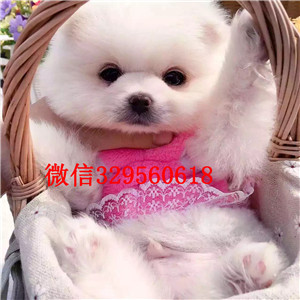 嘉定哪里有卖纯种博美犬黄色博美出售纯种白博