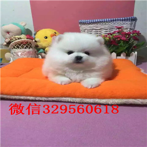 佳木斯出售纯种小体博美黄色博美出售纯种白博美犬茶杯博美能长多大