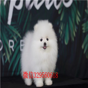 西安可爱萌宠博美犬茶杯小体狗 可随时看狗 疫