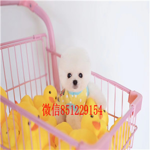 青岛出售韩国哈多利纯血统的博美幼犬 多只任您选购