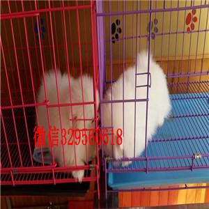 蚌埠博美犬哪里有卖哈多利球体博美俊介博美纯种球体博美价格