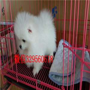 南平博美犬哪里有卖犬舍直销纯正博美犬俊介博美纯种球体博美价格