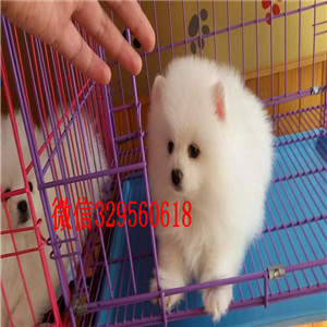 蚌埠博美犬哪里有卖哈多利球体博美俊介博美纯种球体博美价格