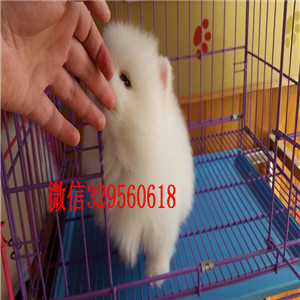 蚌埠博美犬哪里有卖哈多利球体博美俊介博美纯种球体博美价格