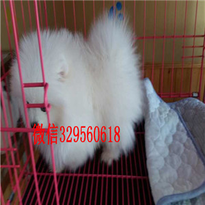 南平博美犬哪里有卖犬舍直销纯正博美犬俊介博美纯种球体博美价格