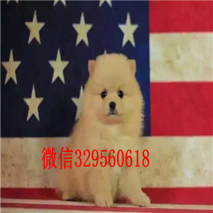 潍坊博美犬哪里有卖纯种博美幼犬极品哈多利版