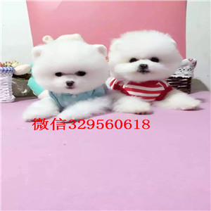焦作哪里有卖纯种博美白色博美多少钱博美狗场长不大的茶杯博美犬