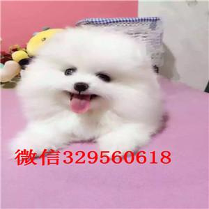 内江哪里有卖纯种博美黄色博美出售博美价格茶杯博美 白色博美