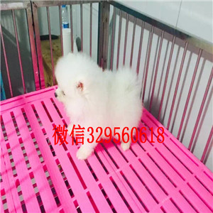 庆阳出售哈多利博美犬舍直销纯正博美犬俊介博